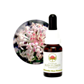 Slender Rice Flower, 15ml - Australian Bush Flower Essences