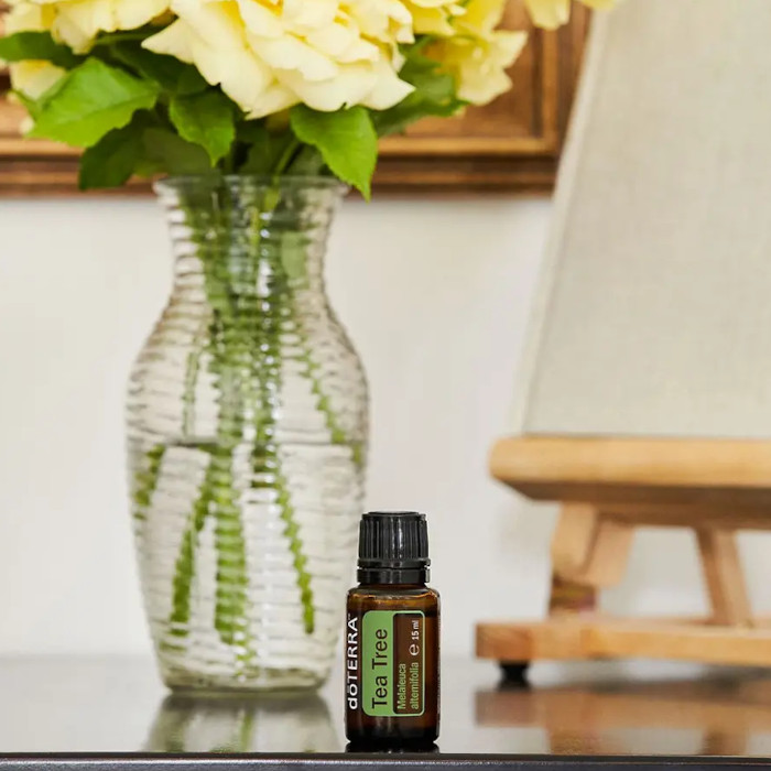 melaleuca1 - Natura24.pt