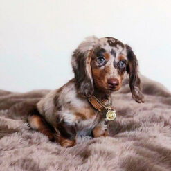 Alternative view of Dr. Green Champô Para Cachorros e Pele Sensível, 250ml - Drasanvi