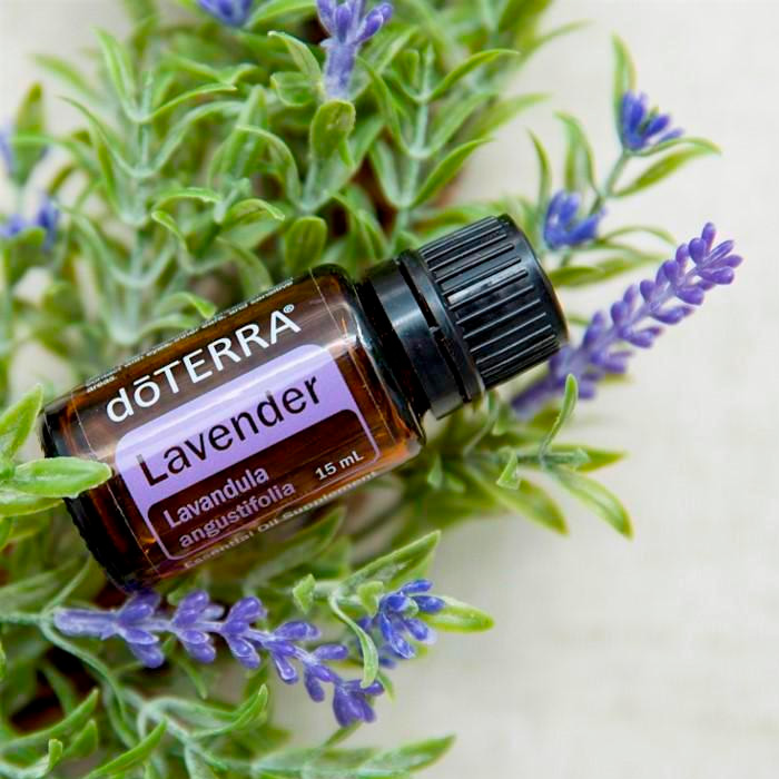 lavanda1 - Natura24.pt